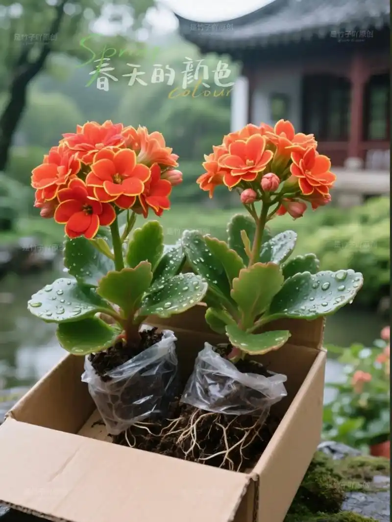 长寿花金狐狸苗.金狐狸长寿花,时光里的绮丽诗章
金狐狸长寿花