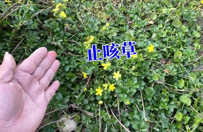 农村随处可见的"止咳草",没想到是咳嗽的克星,很多人家乡都有