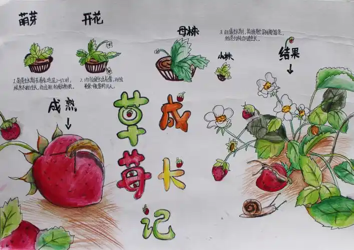 草莓成长记小学组李秋彦