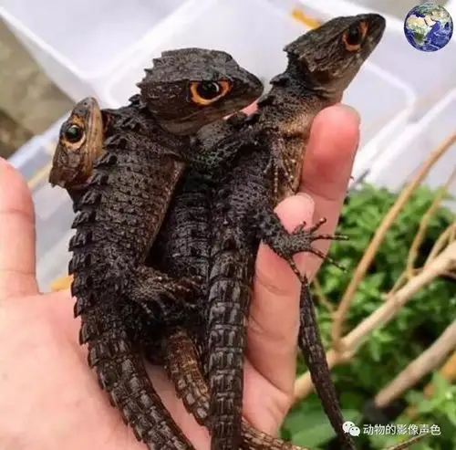 最具网红潜力的宠物——红眼鹰蜥,看起来很有二次元的感觉