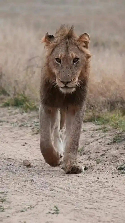 年轻的流浪雄狮
