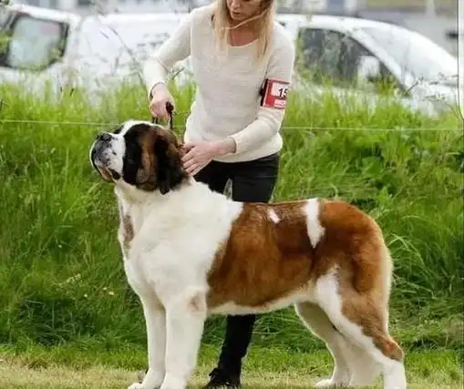 大型宠物狗品种大全,大型犬品种有哪些图2