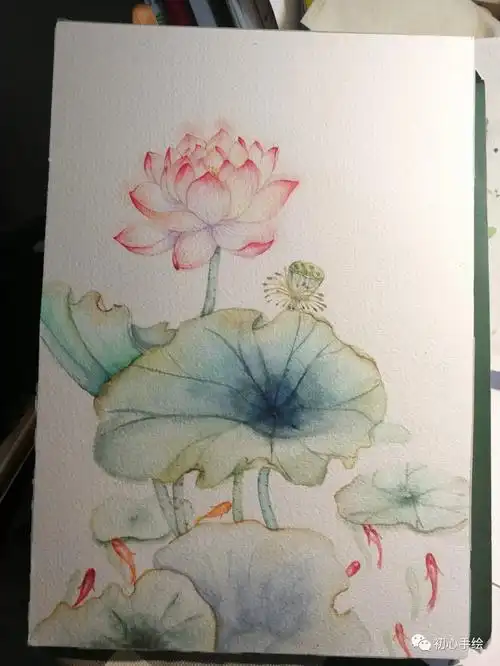 如何画荷花如何画荷花和荷叶