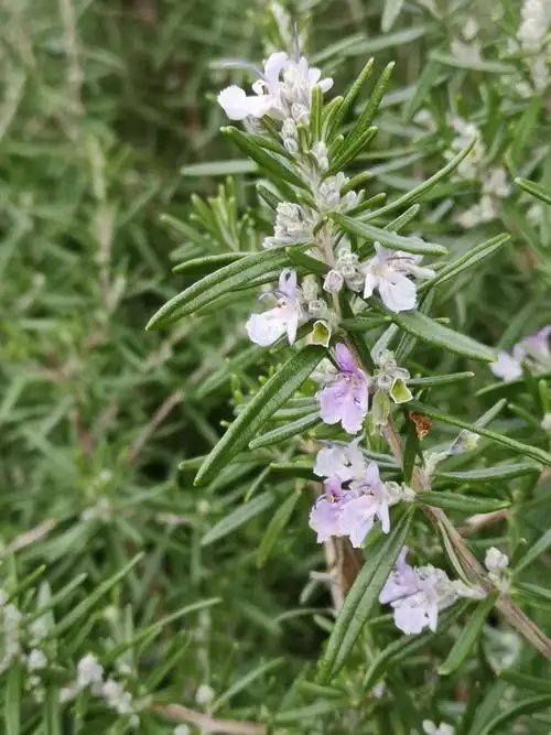 迷迭香,请把香气揉进我的眼皮