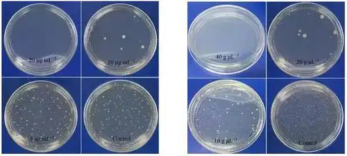 6969采用平板菌落计数法对载银囊泡的抗菌性能进行表征,对大肠