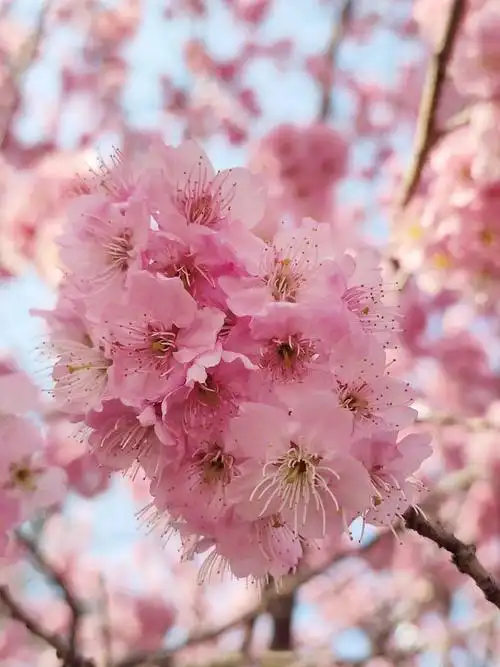 扬州进入樱花季带你走近樱花家族