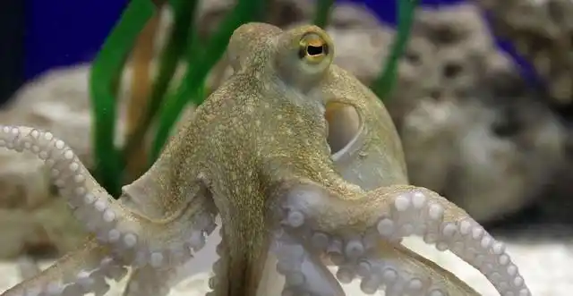 章鱼智商到底有多高为何有人科学家认为它不是地球生物