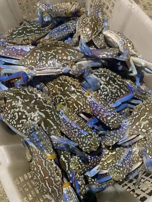 野生兰花蟹蓝花蟹鲜活上岸|东山岛海鲜#野生海鲜笔记