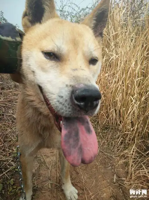 在农村,土狗才是打猎的中流砥柱