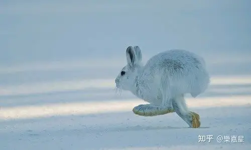 北极兔子,因腿长而神奇的兔子 - 知乎