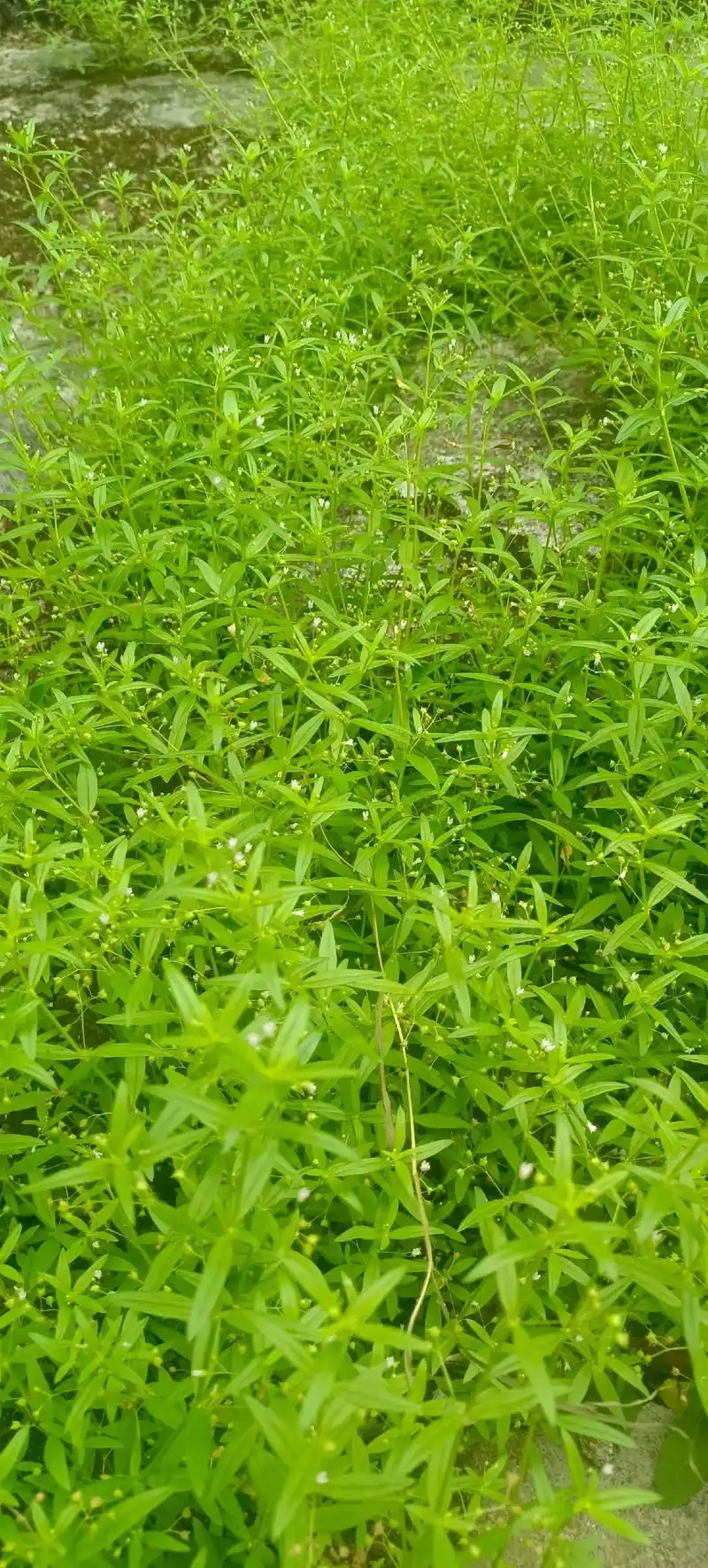 有认识这是什么草吗?