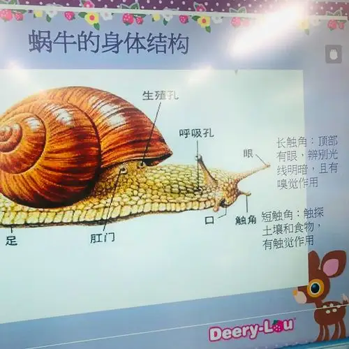刚才猜谜语游戏中我们提到了蜗牛,那都有什么样的身体特征呢?