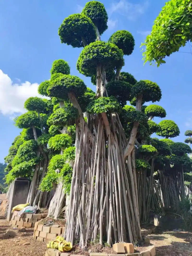 精品榕树造型 小叶榕树是我国南方重要的园林景观植物,因其是常绿树木