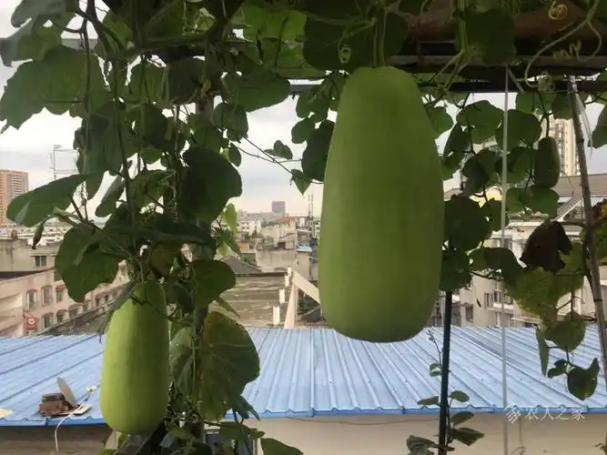 雨后的楼顶瓜果园
