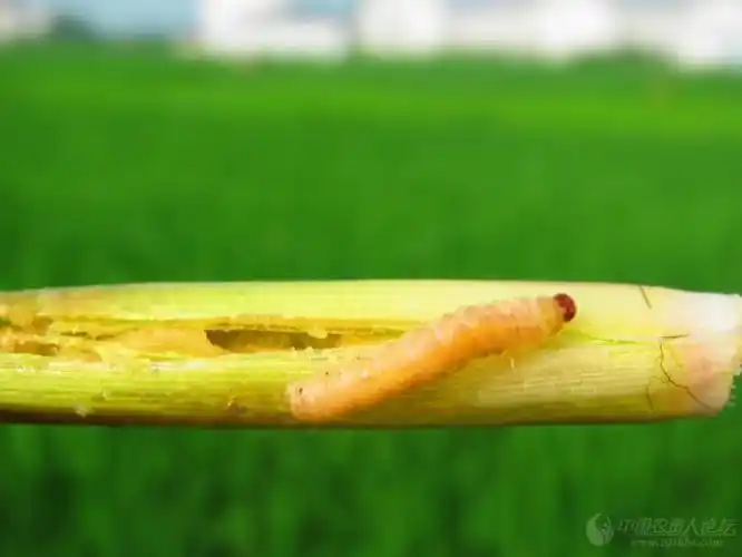 最全的水稻钻心虫图