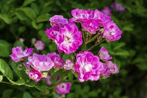 花繁叶茂蔷薇图