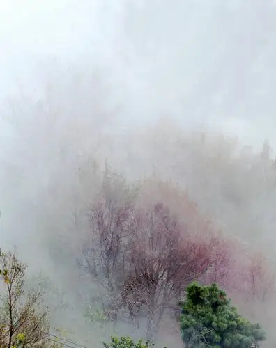 雾里看冬樱花