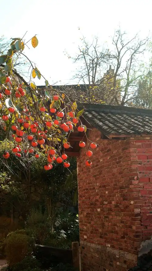 柿子树.老房