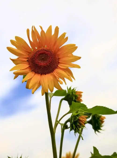 葵花朵朵向太阳