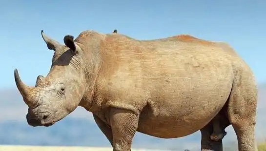 二,世界十大濒临灭绝的动物