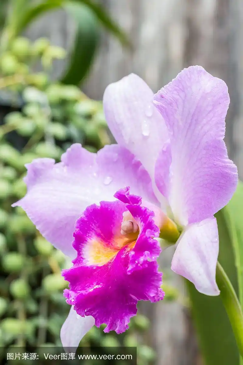 紫色的洋兰兰花.