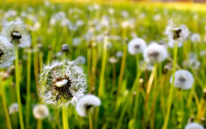 轻盈唯美的蒲公英图片桌面壁纸