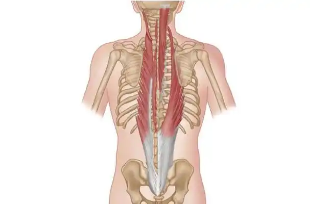 瑜伽解剖-竖脊肌:让我们直立行走的英雄肌肉