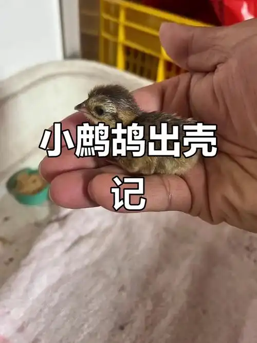 21天孵化,中华小鹧鸪破壳而出