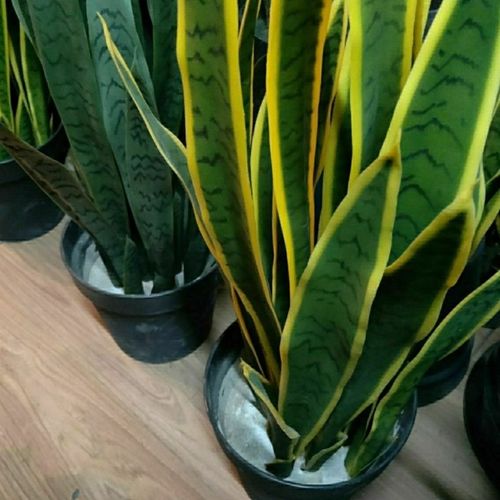 仿真虎皮兰剑兰兰花草多肉植物庭院酒店婚庆布景插花假盆栽用花才