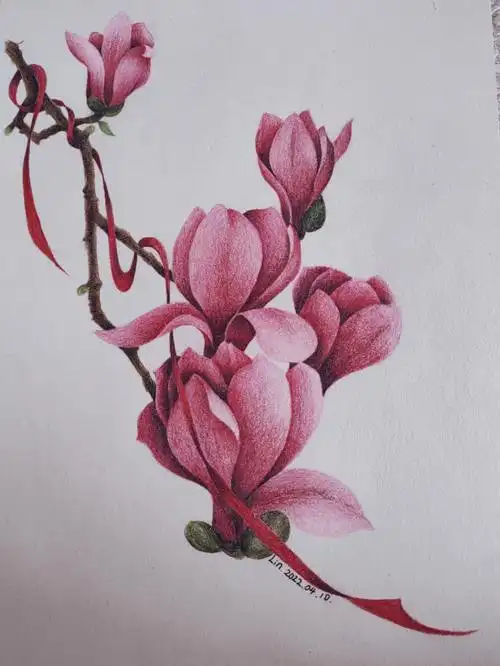 彩铅玉兰
