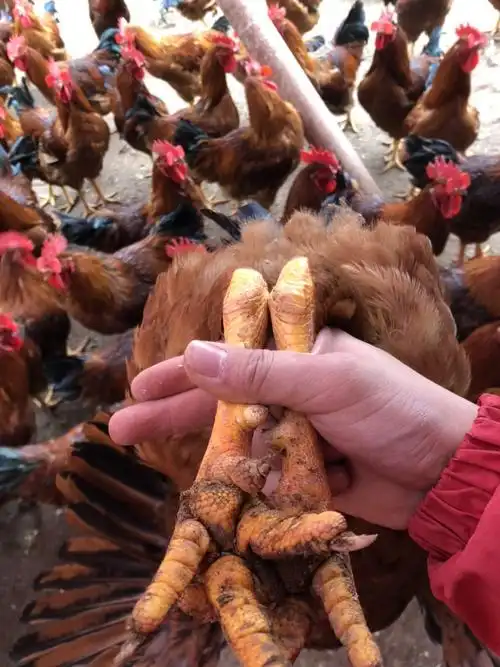 九斤黄鸡 145天均重7.5斤 冠毛漂亮的很,欢迎大哥大姐咨询