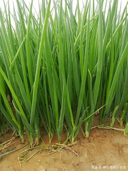 小葱苗发黄是怎么回事?
