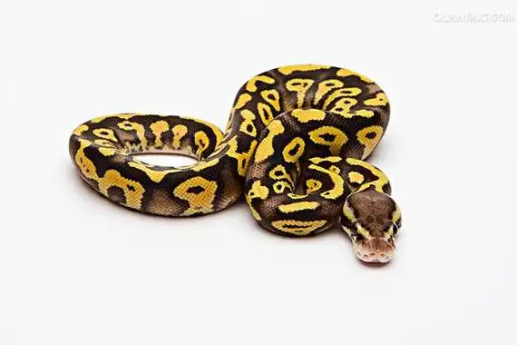 p>球蟒(英文:ball pythons)生活在 a href="#" data-lemmaid="802442