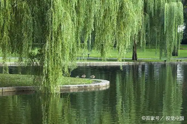 小河的水静静地流动,垂柳在水中的倒影如同山水画一样美妙,偶尔红色的