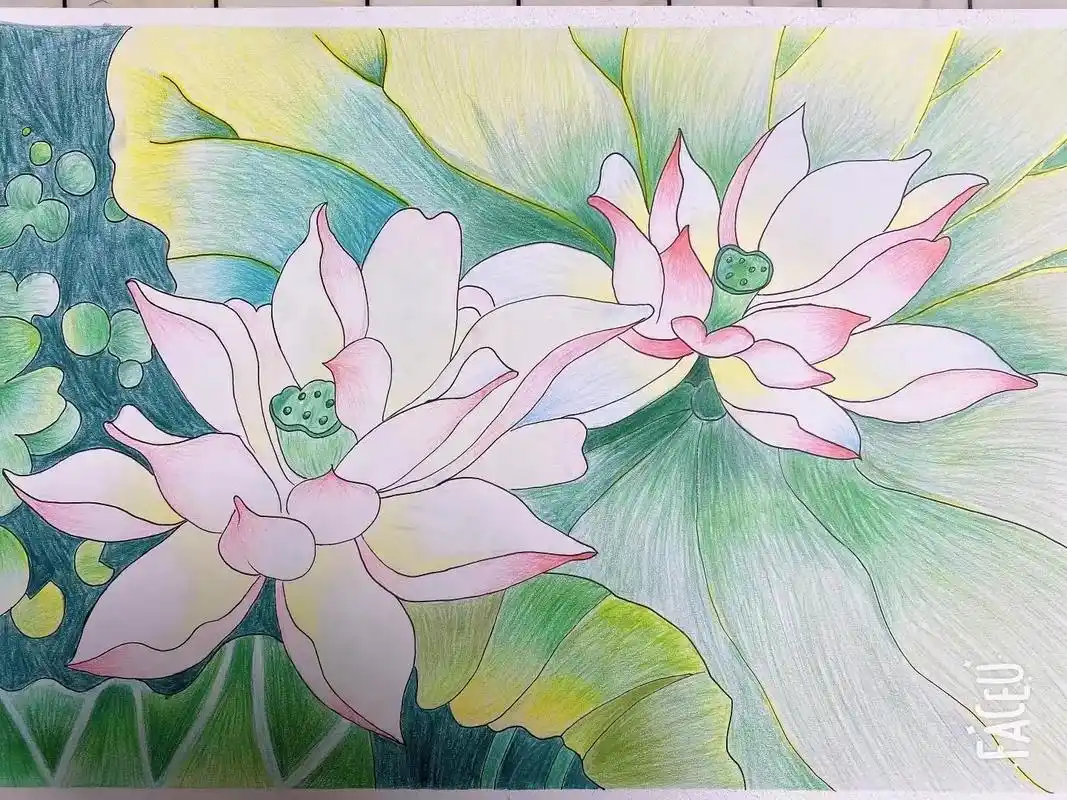 彩铅荷花,四年级小朋友作品.#一起学画画 #少儿美术教育 # - 抖音