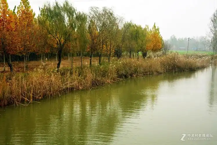 东明黄河森林公园