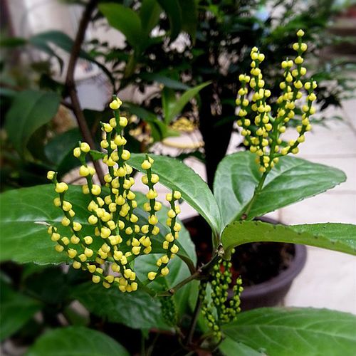 包邮带花发货 珠兰金粟兰鱼子兰鸡爪兰 庭院阳台盆栽植物