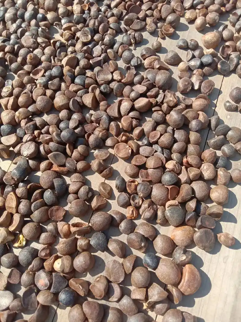 山茶籽 #纯天然绿色食品 在高要附近有没有人知道哪里炸茶油 - 抖音