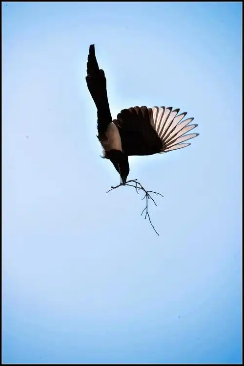 灵鹊筑巢喜盈门