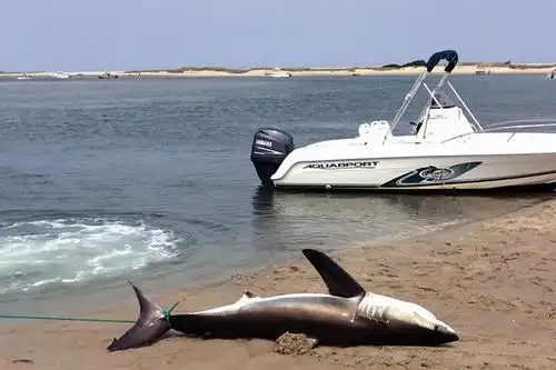 美国一头7英尺长白鲨搁浅沙滩 游客泼水相救