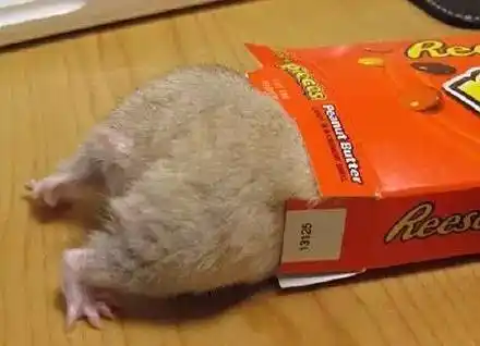 急我家仓鼠长了两个大包它是不是要死了