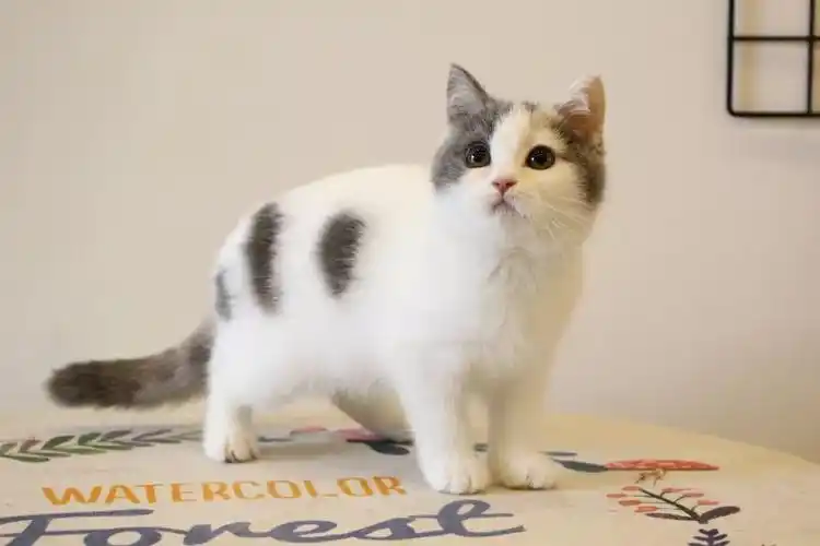 八字脸的英短(tica孟加拉豹猫标准(中英文对照版))_达一风水网