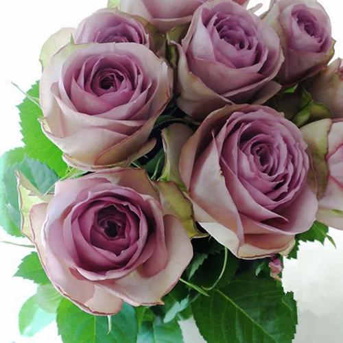 日本月季 紫丁香 紫色切花月季 多季节开花 抗病好