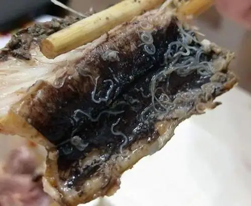 鱼肚便当满满「海兽胃线虫」 他实验买30只鱼共抓出2000条