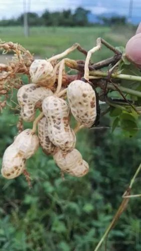花生是树上长的?当然不是.
