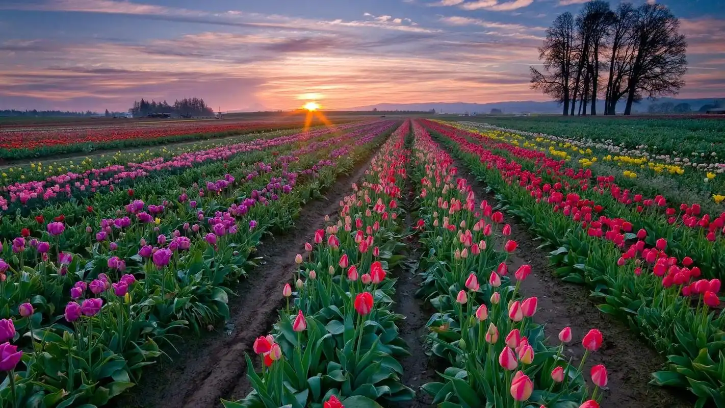 自然美景2浪漫的花卉园高清桌面壁纸下载高清大图预览1920x1080_风景
