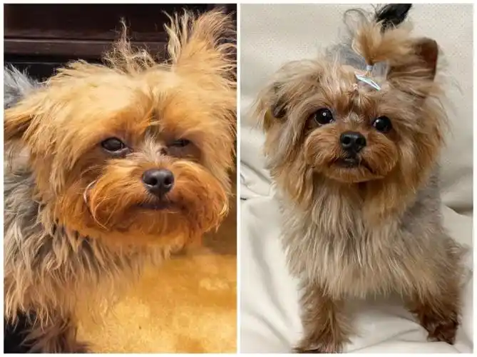 约克夏整容术之发型决定性别