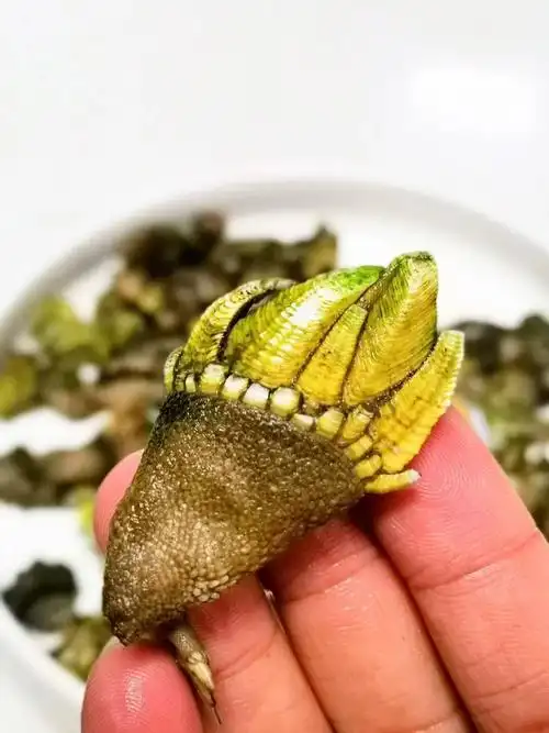 佛手(又名笔架)海味极品