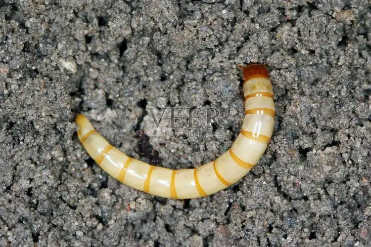 铁线虫铁线虫的幼虫铁线虫科的一种甲虫它通常被称为有条纹的滴答甲虫