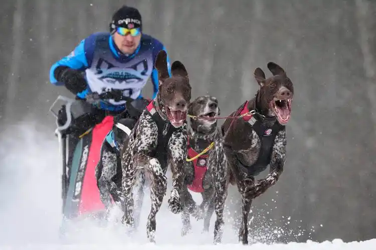 俄罗斯圣彼得堡举行狗狗拉雪橇比赛
